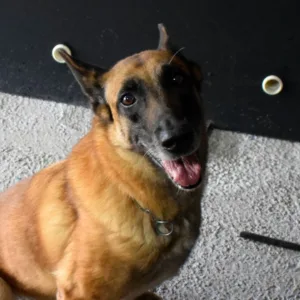 K9 Vegas se aposenta da Polícia Penal de Santa Catarina e é adotada por policial | Foto: reprodução / PCSC 