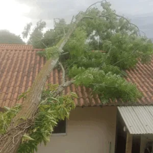 Fortes ventos derrubam árvores e causam transtornos em cidades de SC | Imagem: CBMSC