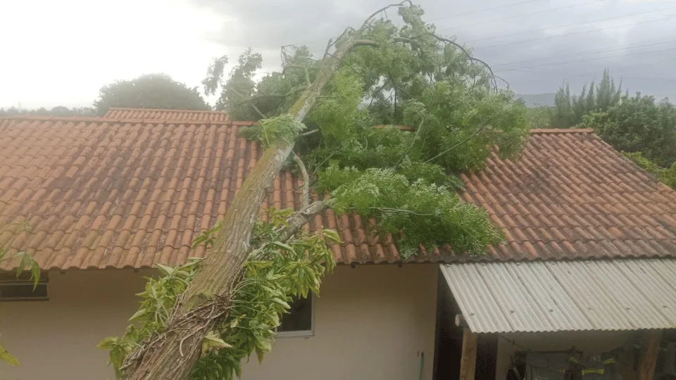 Fortes ventos derrubam árvores e causam transtornos em cidades de SC | Imagem: CBMSC