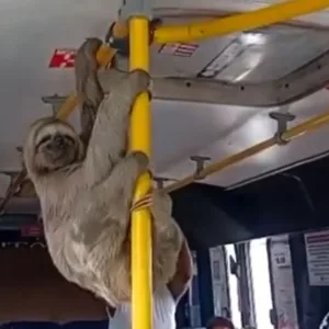 VÍDEO: bicho-preguiça é flagrado “viajando” em micro-ônibus entre Coqueiro Seco e Maceió | Foto: reprodução / Redes Sociais 