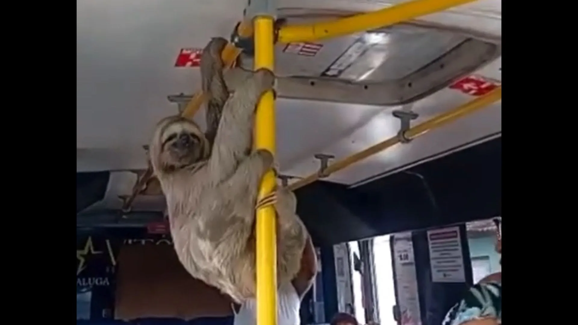 VÍDEO: bicho-preguiça é flagrado “viajando” em micro-ônibus entre Coqueiro Seco e Maceió | Foto: reprodução / Redes Sociais 
