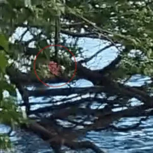 VÍDEO: Menino autista de 8 anos é encontrado agarrado a galhos dentro de rio em SC | Imagem: CBMSC