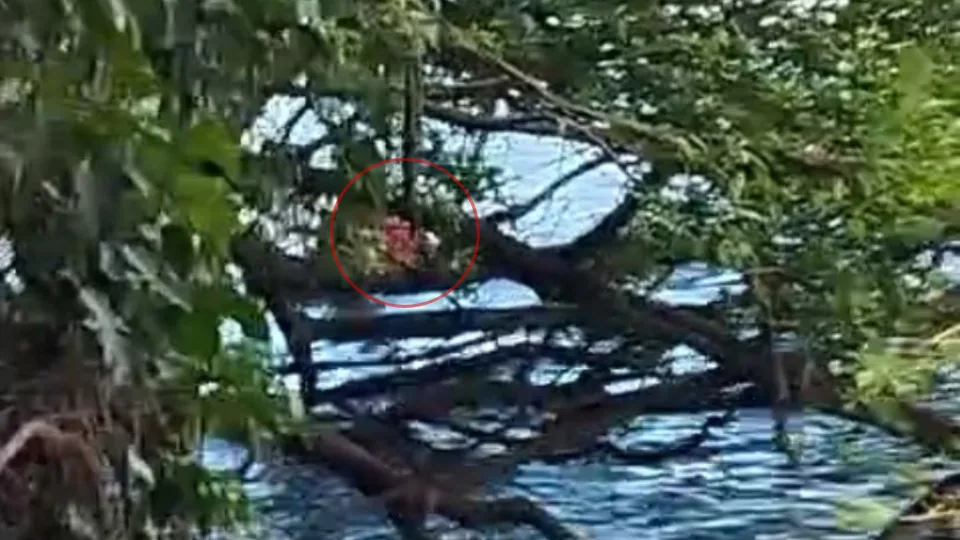 VÍDEO: Menino autista de 8 anos é encontrado agarrado a galhos dentro de rio em SC | Imagem: CBMSC