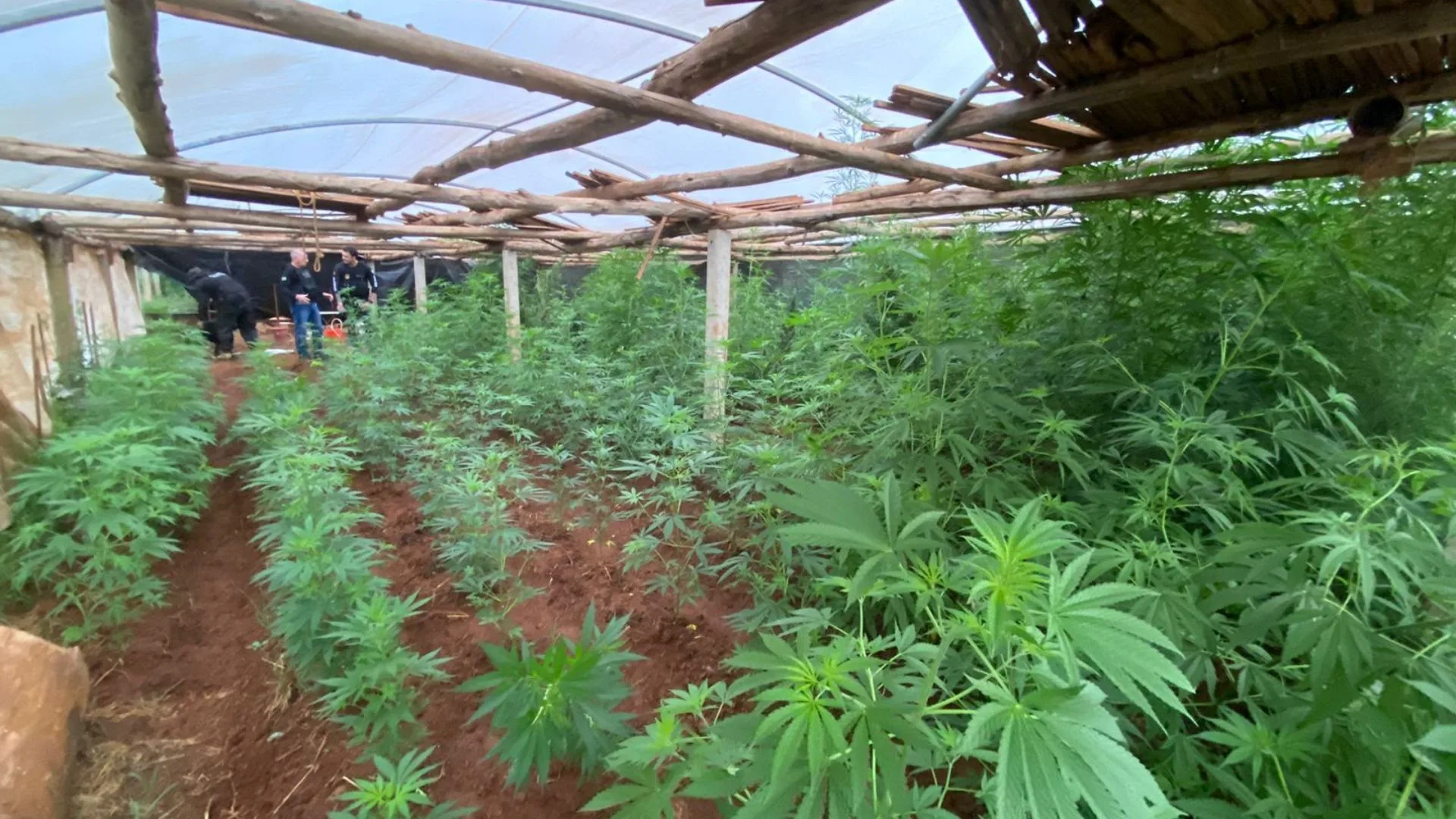 Polícia Civil descobre plantação com 200 pés de maconha | Foto: divulgação / PCSC