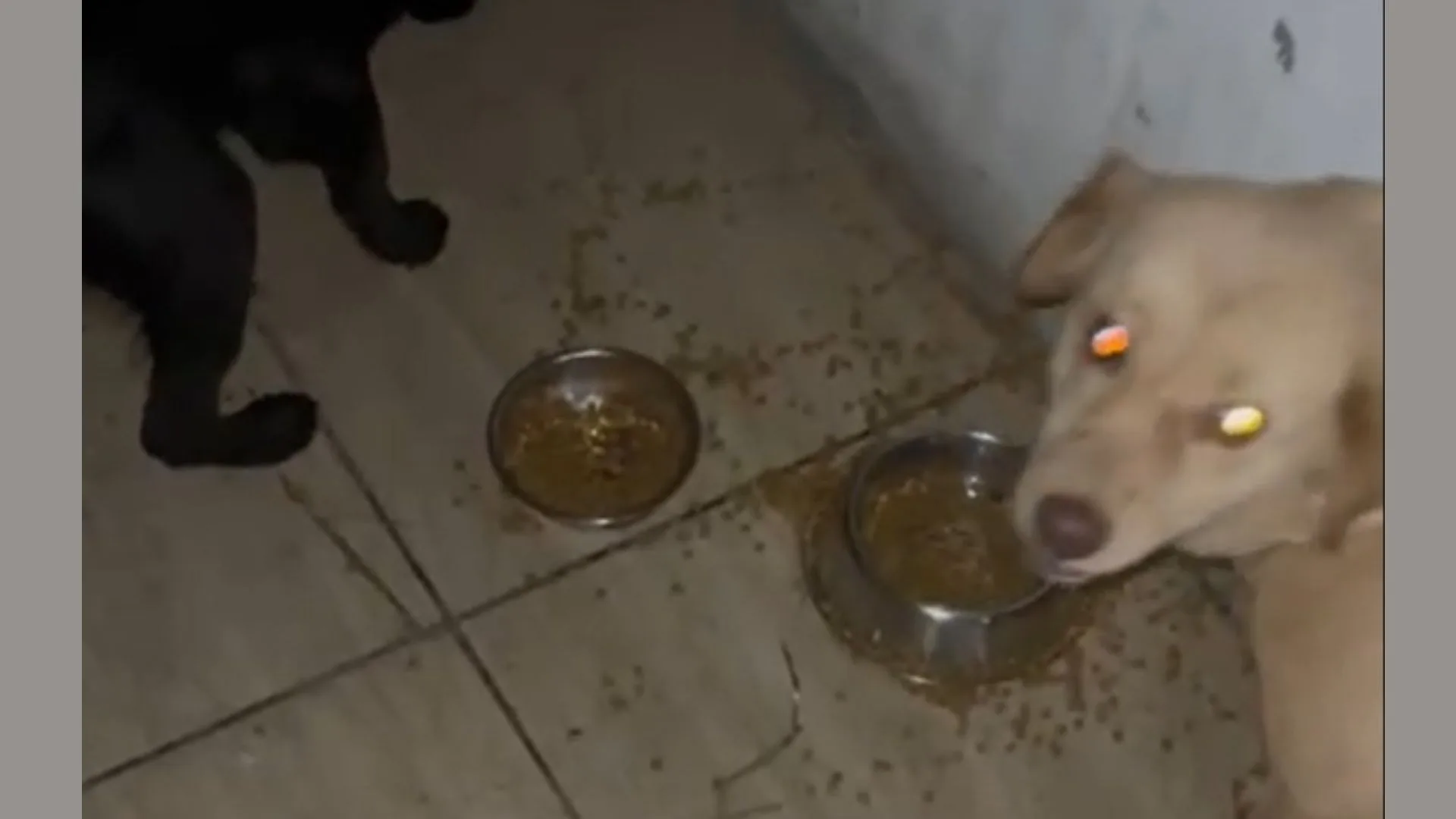 Homem é indiciado por maus-tratos após abandonar cachorros em SC  | Foto: divulgação | PCSC 