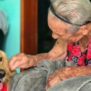 Cães terapeutas levam carinho e ajudam na recuperação de pacientes em hospitais | Foto: @lua_shurastey.goldenretriever/Reprodução/Instagram