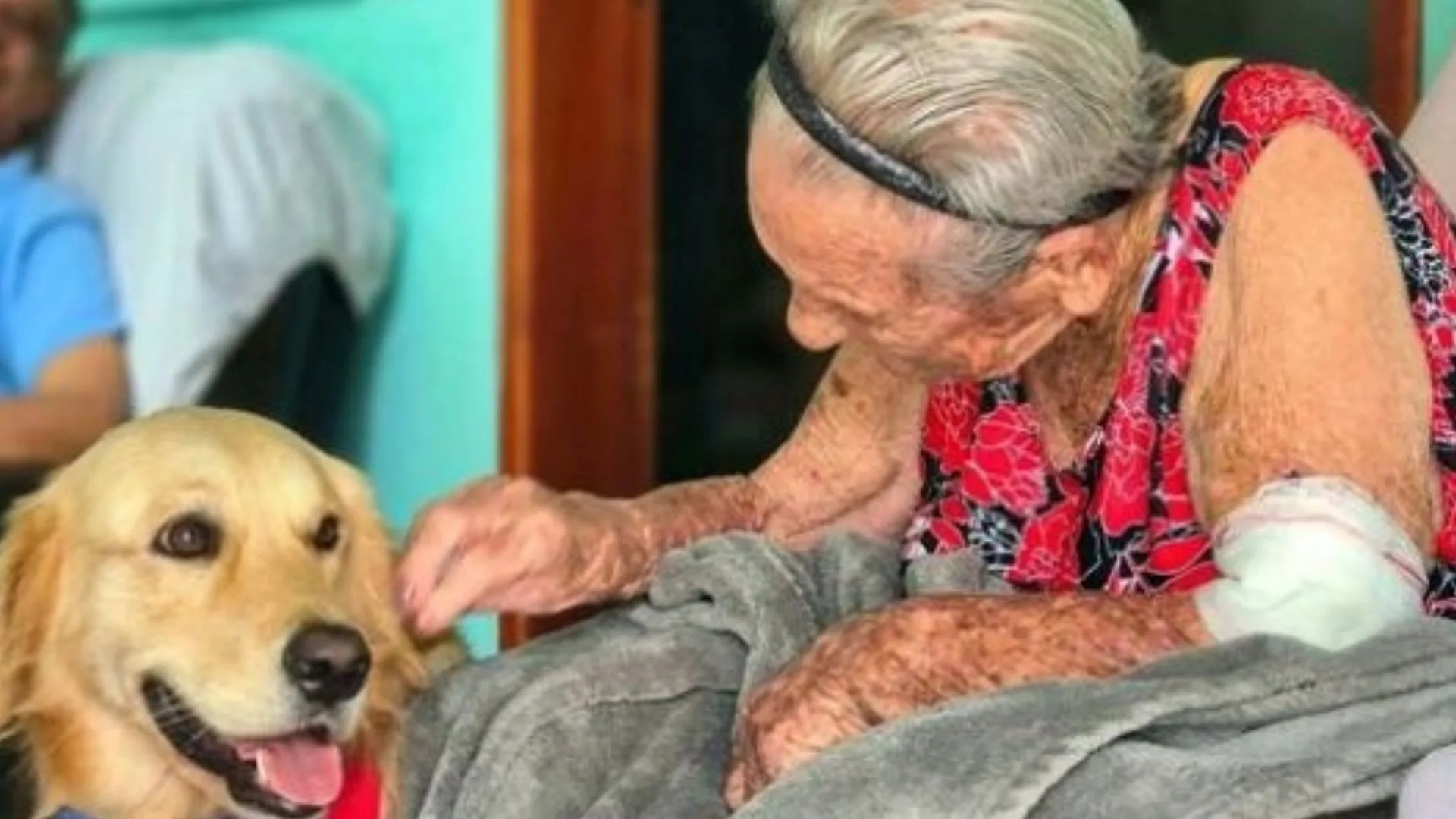 Cães terapeutas levam carinho e ajudam na recuperação de pacientes em hospitais | Foto: @lua_shurastey.goldenretriever/Reprodução/Instagram