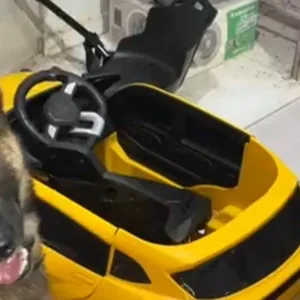 Cão de faro descobre de maconha em carrinho infantil durante operação em SC | Foto: reprodução / PCSC 