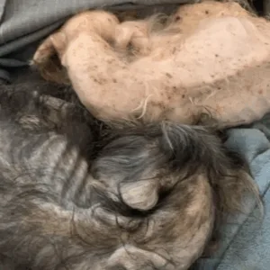 Polícia Civil prende mulher por maus-tratos a animais em Florianópolis - Imagem: reprodução / PCSC