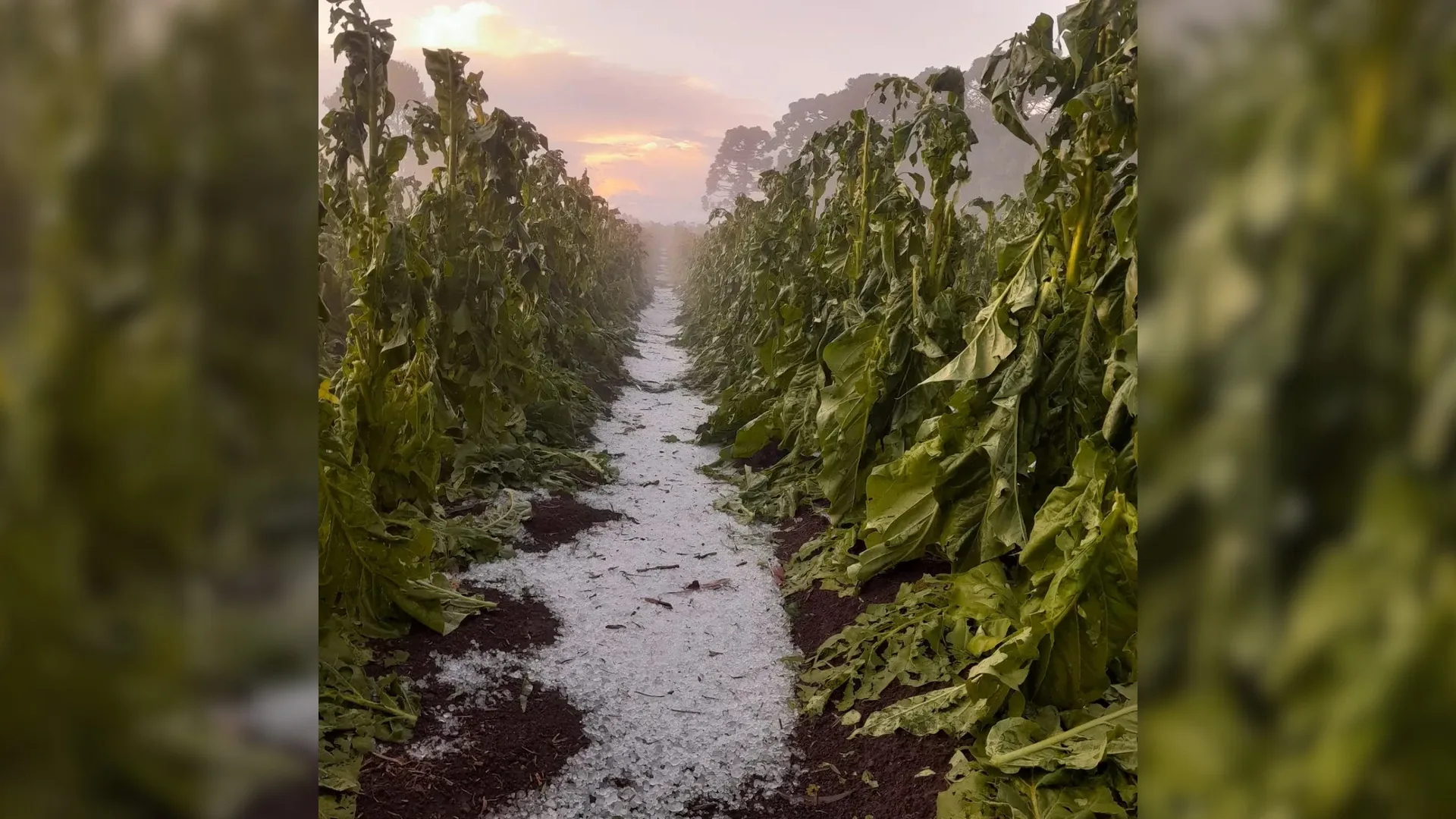 Foto: Prefeitura de Canoinhas/Reprodução