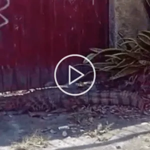 Jacaré surpreende moradores ao aparecer em portão de residência na Praia da Daniela em Florianópolis; assista | Imagem: Cedido ao SCC10