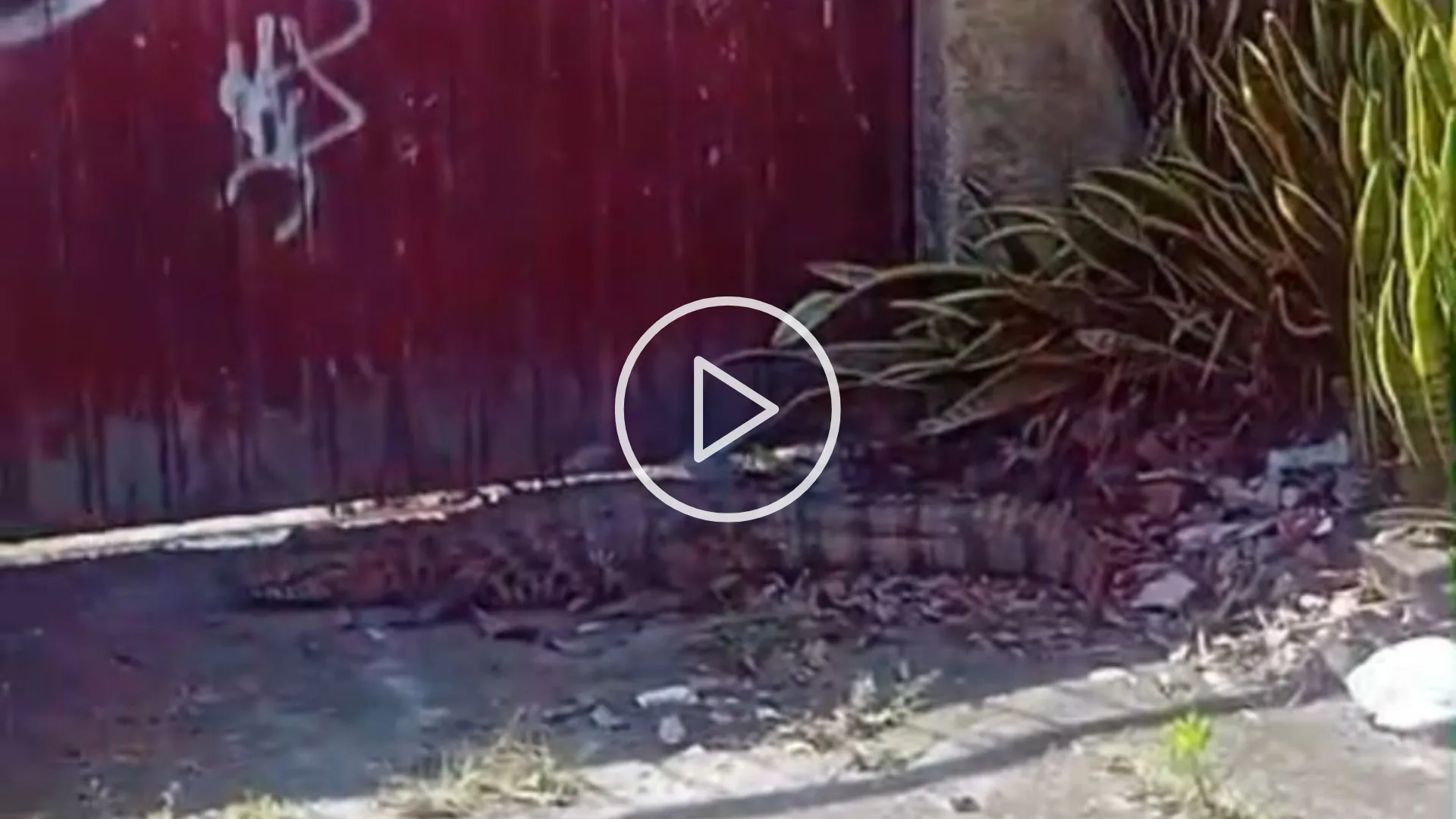 Jacaré surpreende moradores ao aparecer em portão de residência na Praia da Daniela em Florianópolis; assista | Imagem: Cedido ao SCC10