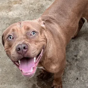 Menino de 5 anos morre após ataque de pitbull