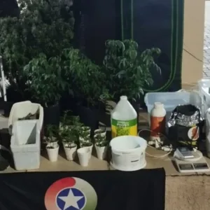 Polícia Militar desmonta estufa de maconha e prende dupla por tráfico em Lages | Foto: Reprodução
