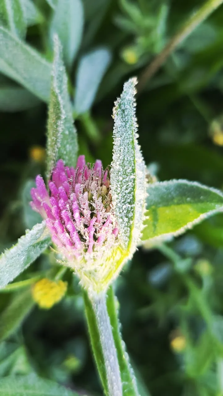 Primavera congelante geada surpreende São Joaquim com 0,2º em novembro