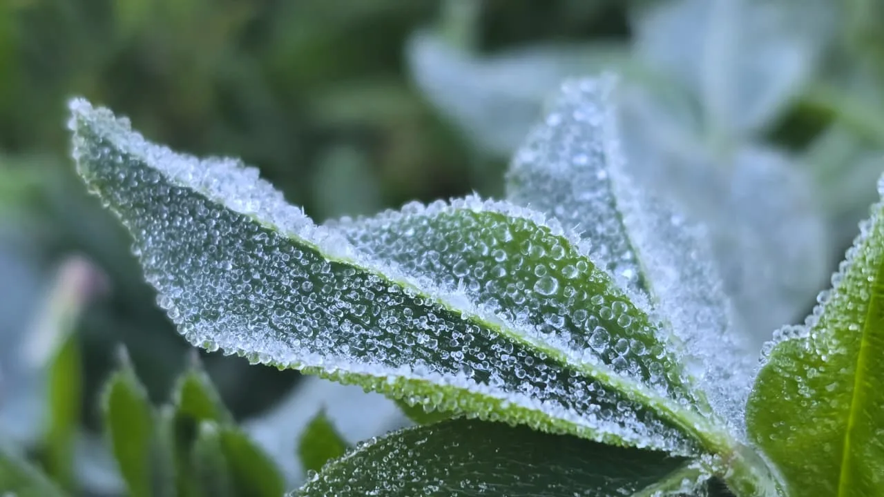 Primavera congelante geada surpreende São Joaquim com 0,2º em novembro