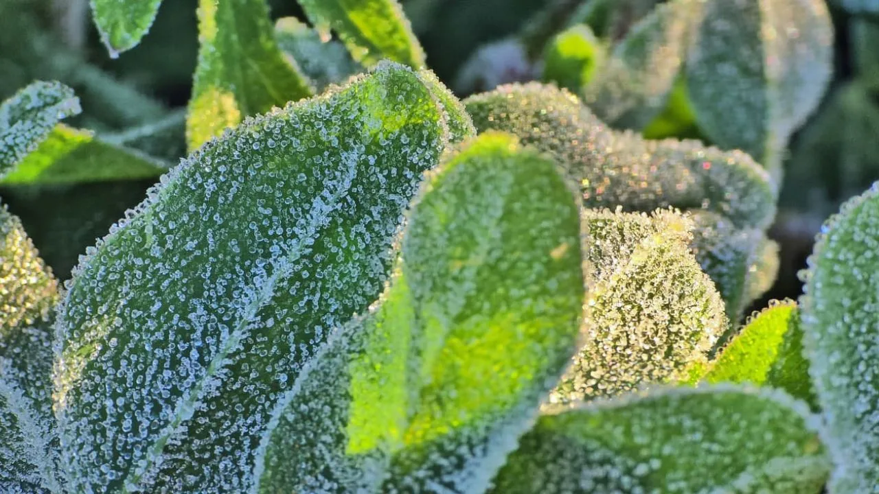 Primavera congelante: geada surpreende São Joaquim com 0,2ºC em novembro | Foto: Mycchel Legnaghi