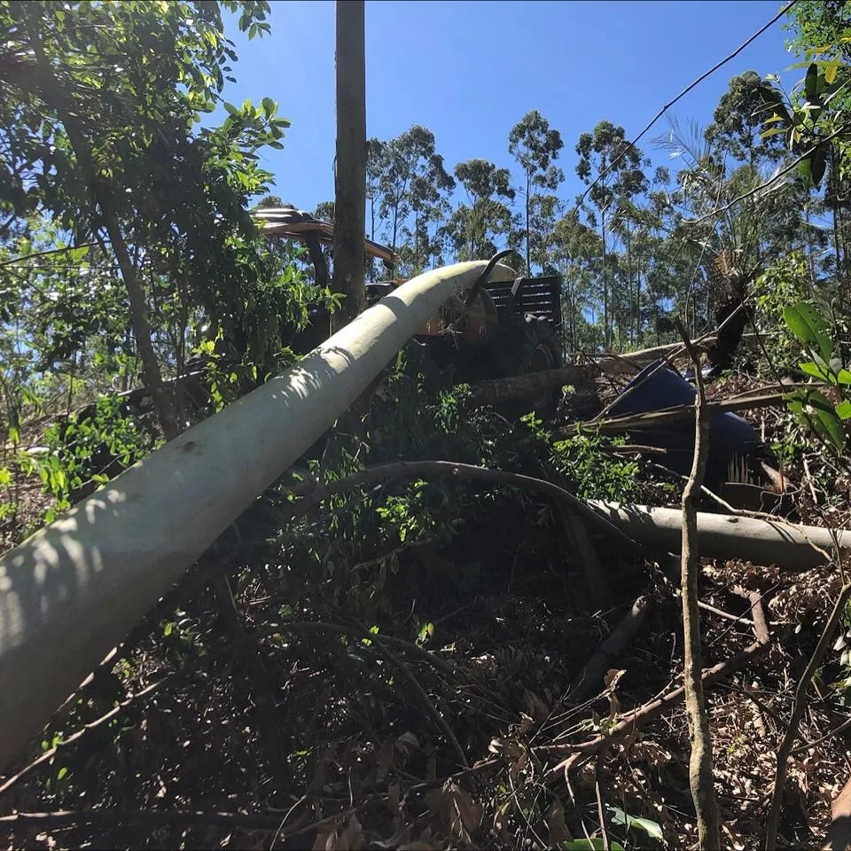 Trabalhador morre após ser prensado por árvore em SC