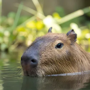 VÍDEO: mulher é mordida por capivara na Praia da Lagoinha do Leste, em Florianópolis