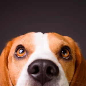 Carro cai em ribanceira após cachorro engatar marcha ré