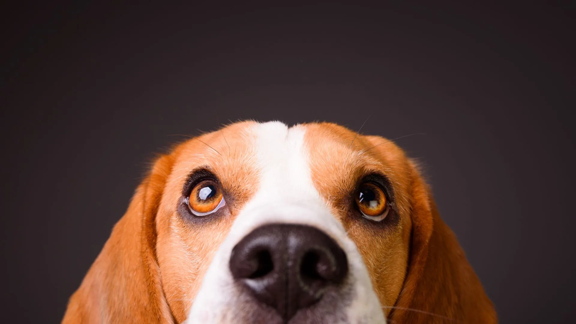 Carro cai em ribanceira após cachorro engatar marcha ré | Foto: Canva | Reprodução