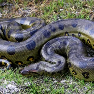 Depois de ser atacado homem 'revida' e morde cobra | Foto: Canva | Reprodução