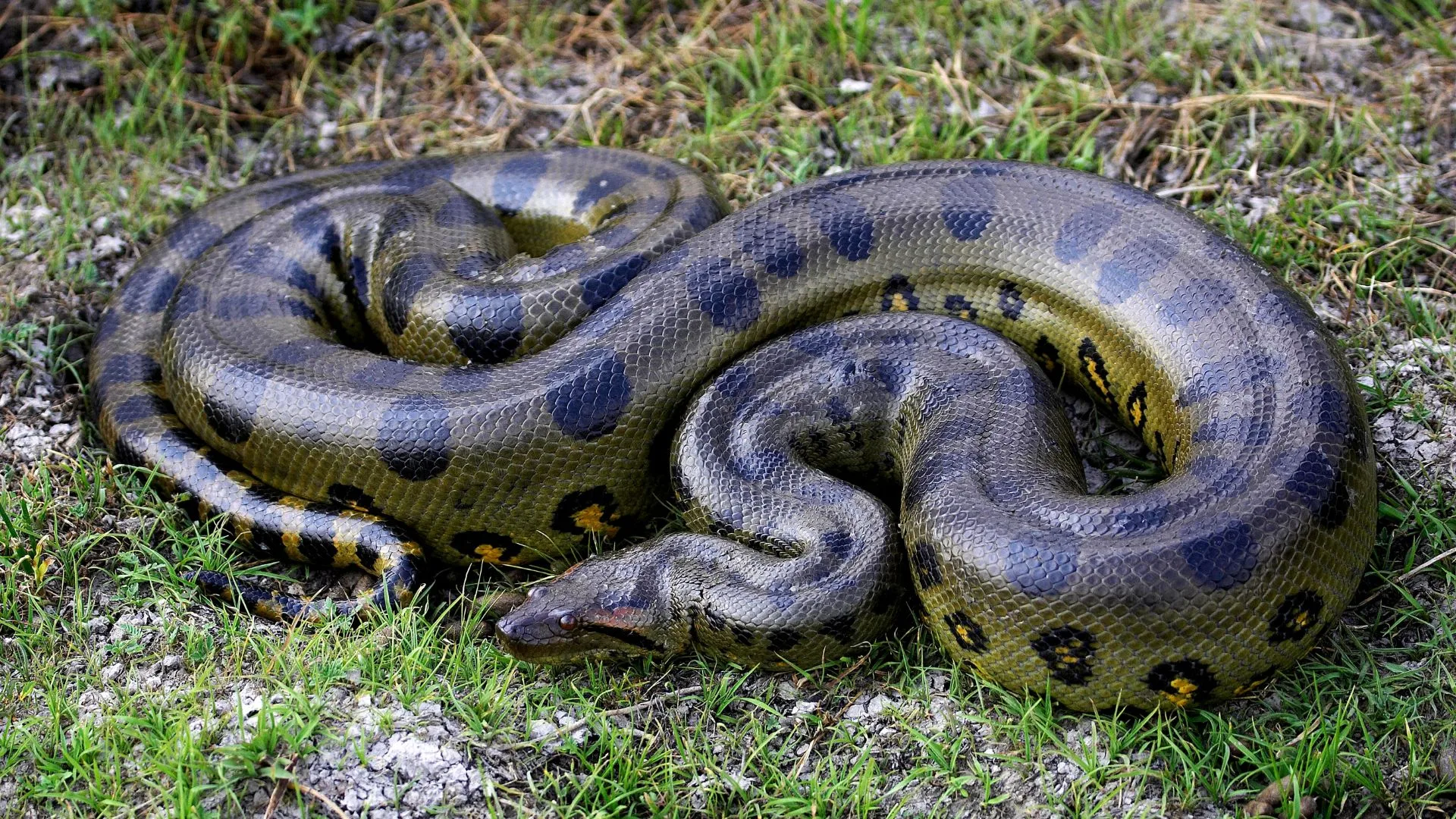Depois de ser atacado homem ‘revida’ e morde cobra | Foto: Canva | Reprodução