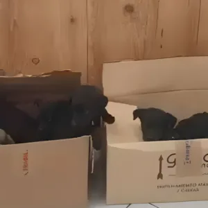 Mulheres abandonam filhotes de cachorro na Câmara de Vereadores de Lages e fogem