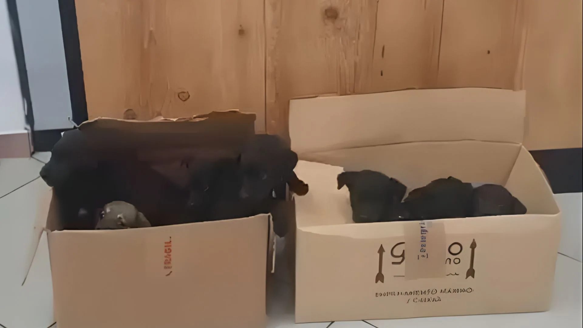 Mulheres abandonam filhotes de cachorro na Câmara de Vereadores de Lages e fogem | Foto: divulgação. 