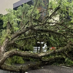 Fortes ventos derrubam árvores em SC