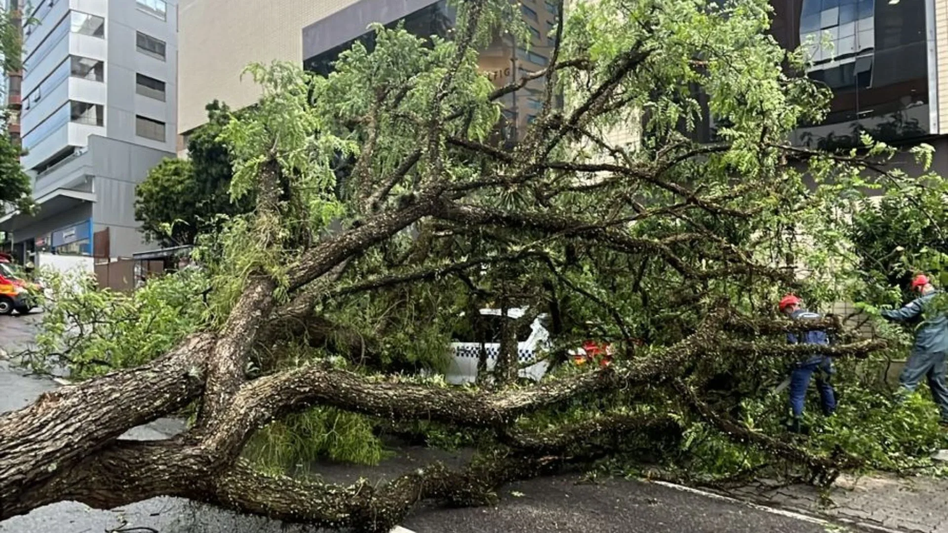 Fortes ventos derrubam árvores em SC | Foto: Divulgação