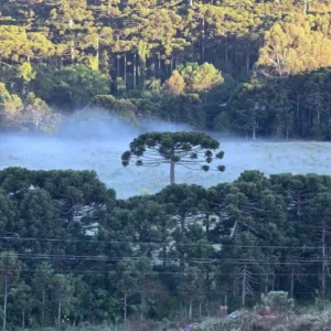 Geada fora de época cobre São Joaquim e marca 103 registros no ano