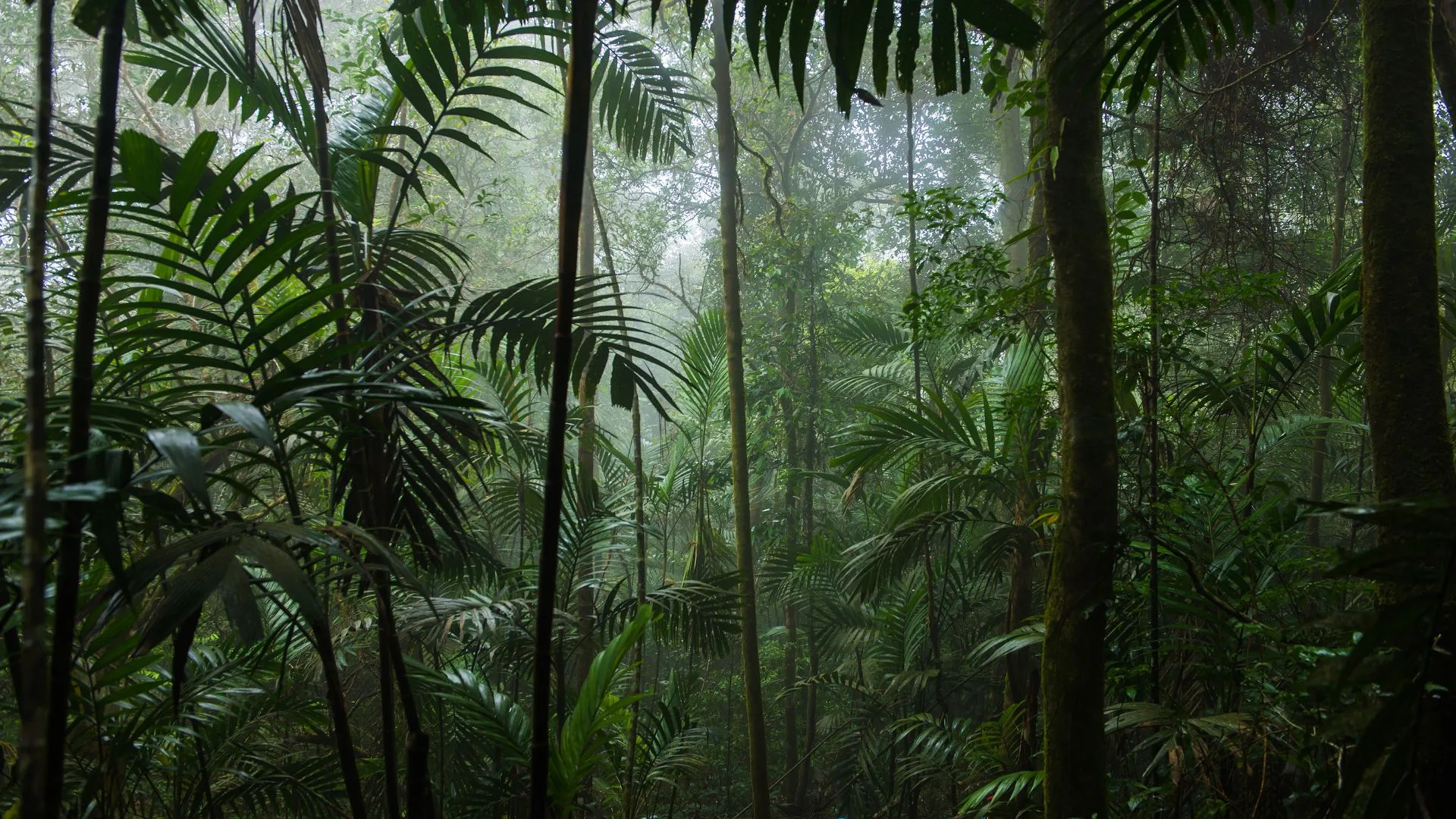 Influenciadora morre após ver ‘figura assustadora’ | Foto: Canva | Reprodução