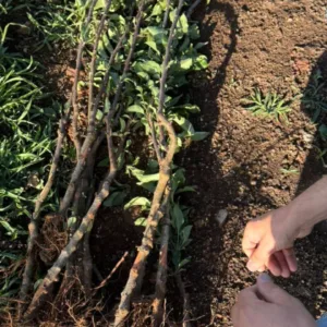 Ladrões furtam gado e mais de mil mudas de maçã na Serra de SC | Foto: Reprodução