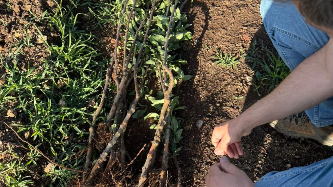 Ladrões furtam gado e mais de mil mudas de maçã na Serra de SC | Foto: Reprodução