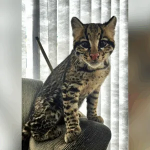 Morador encontra jaguatirica dentro de casa em SC