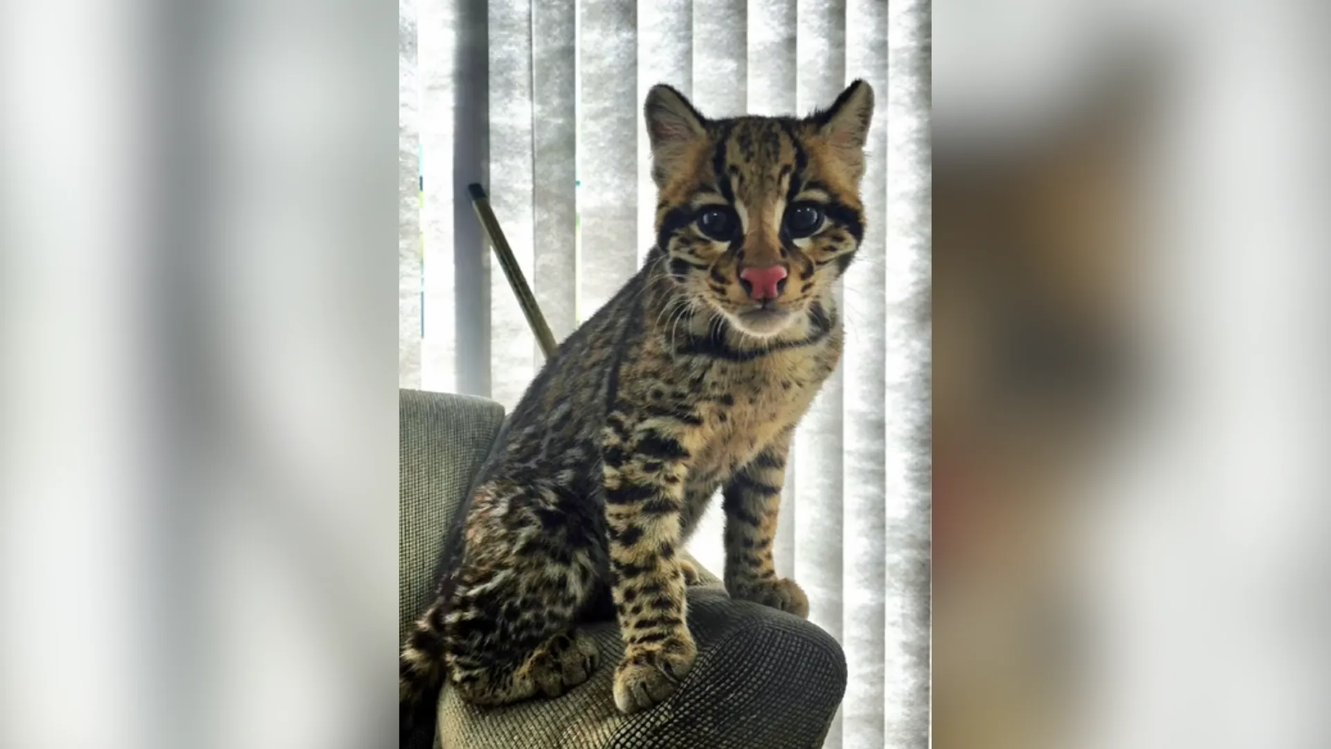 Foto: PMA/Reprodução