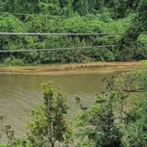 Novas manchas escuras surgem na Lagoa da Conceição