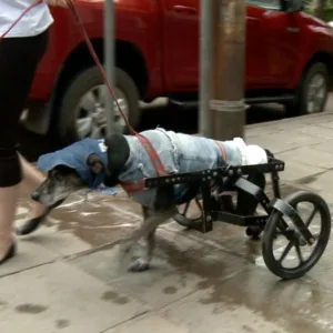 Instituto Cão de Rodinhas alerta tutores sobre cuidados com pets com deficiência | Foto: reprodução / SBTRS 