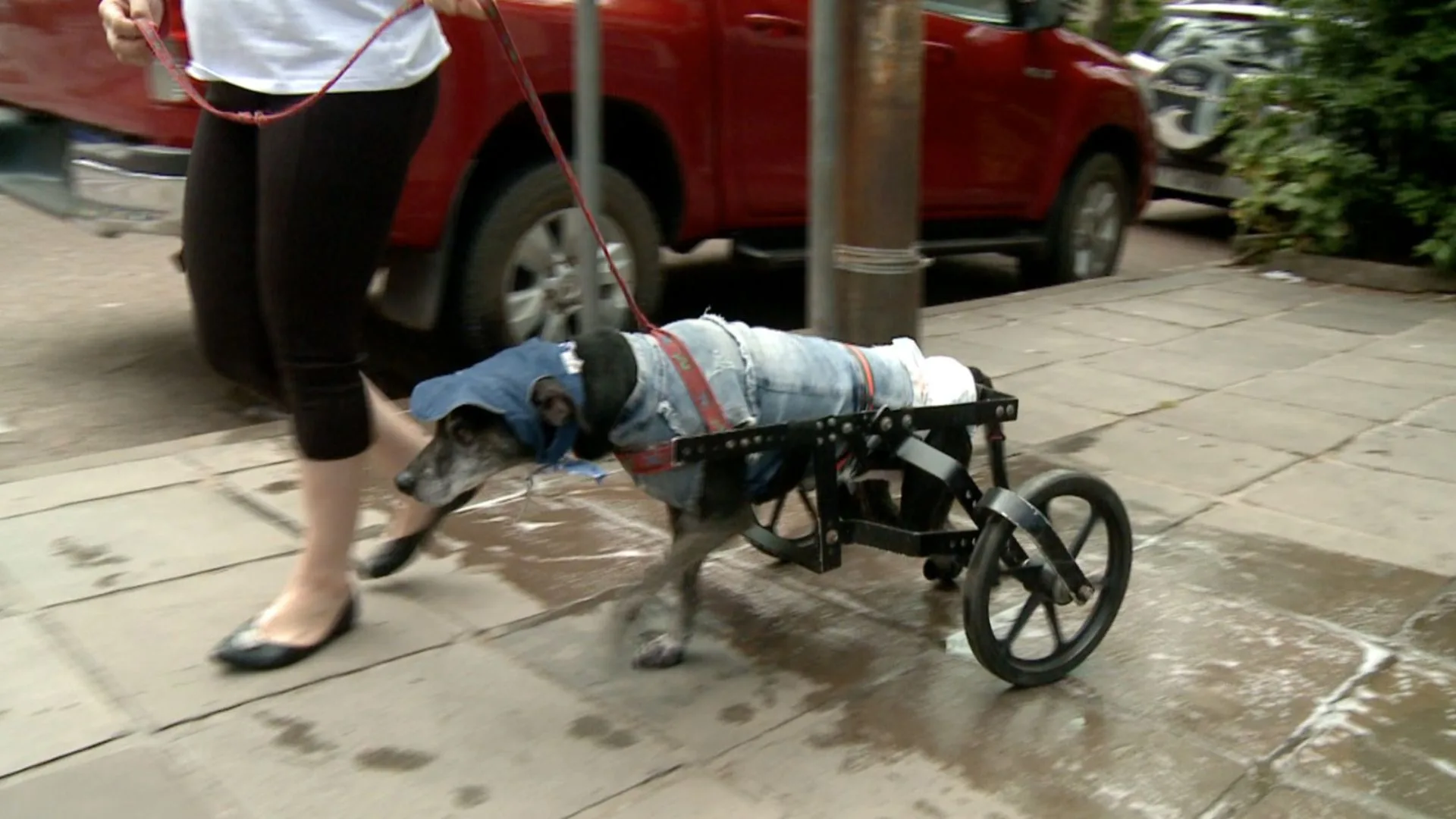 Instituto Cão de Rodinhas alerta tutores sobre cuidados com pets com deficiência | Foto: reprodução / SBTRS 