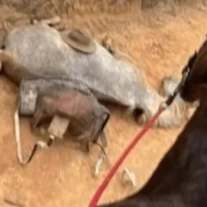 Jovem que mutilou patas de cavalo é condenado a 11 meses de prisão