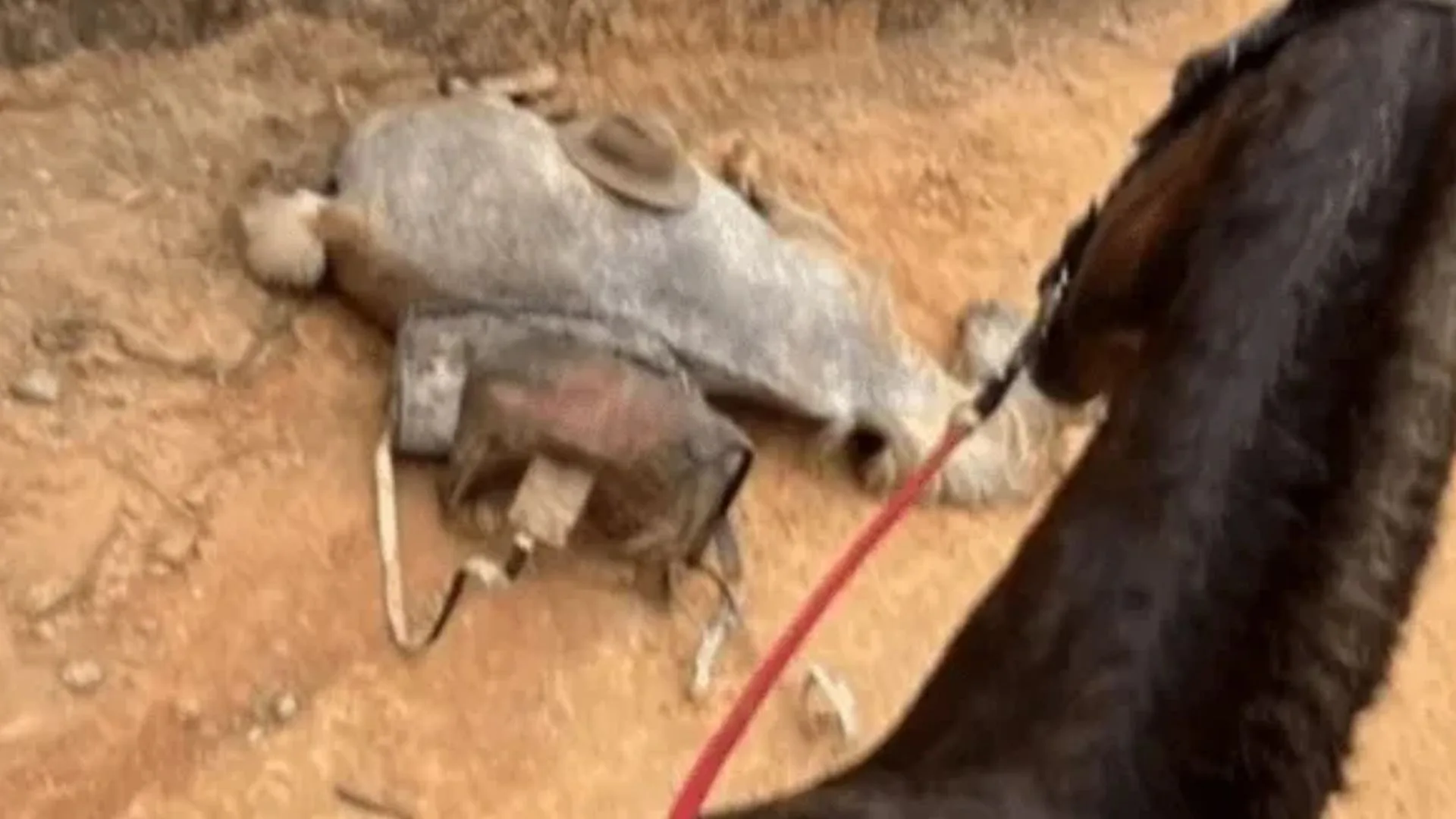 Jovem que mutilou patas de cavalo é condenado a 11 meses de prisão – Imagem: reprodução/ SBT