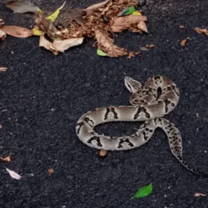 Jararaca de 1,1 metro é capturada em rua e mobiliza bombeiros em SC | Imagem: CBMSC