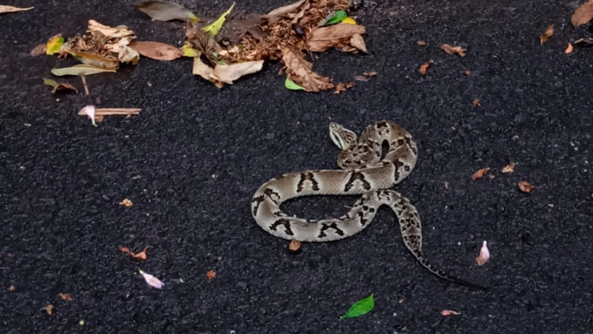 Jararaca de 1,1 metro é capturada em rua e mobiliza bombeiros em SC | Imagem: CBMSC