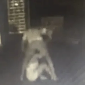 Suspeito de jogar mulher do 10º andar de prédio é preso