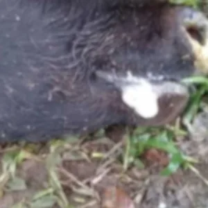 Caso de raiva bovina é confirmado em cidade de SC