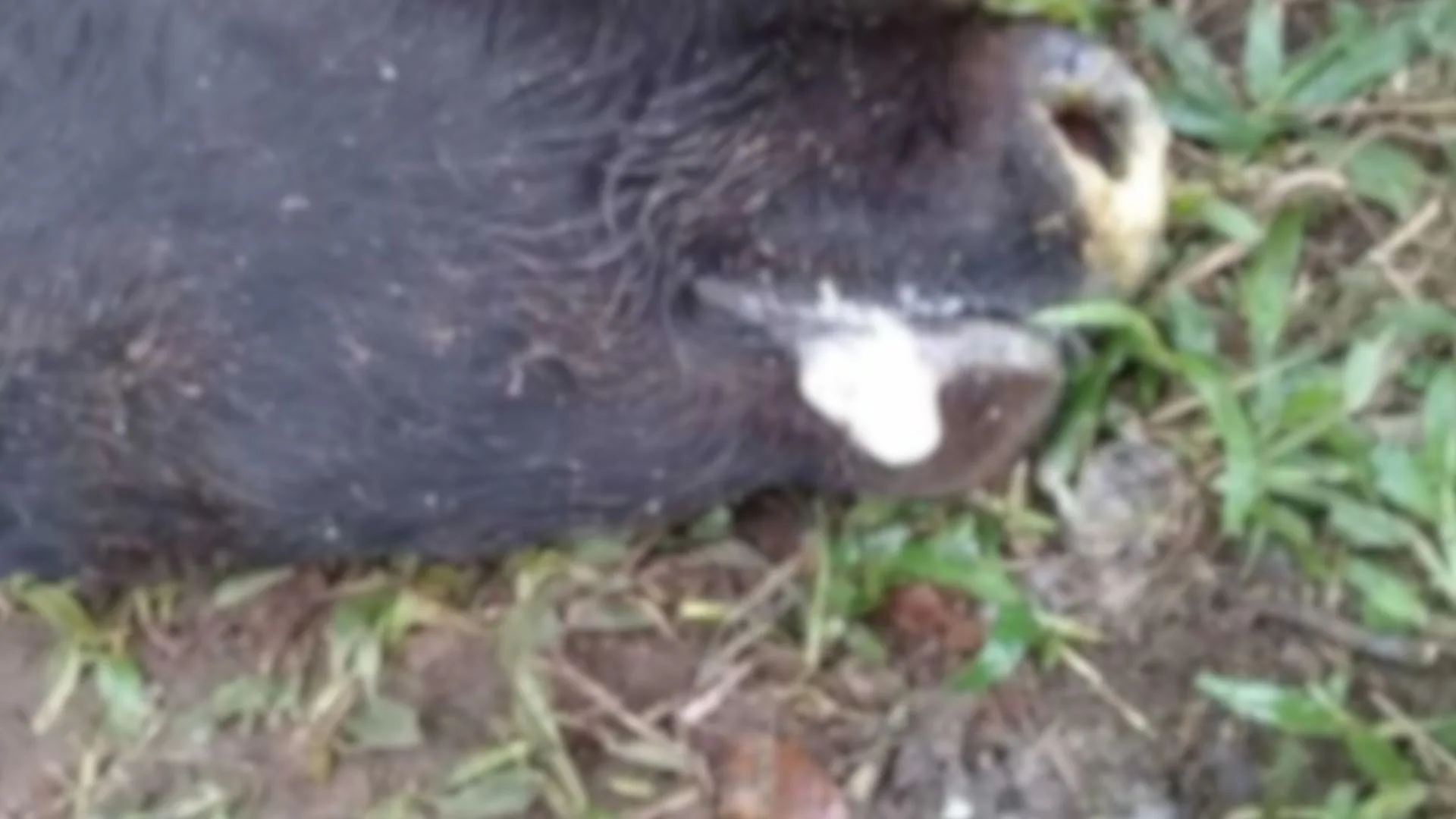 Caso de raiva bovina é confirmado em cidade de SC – Imagem: reprodução /Prefeitura de São Bento do Sul 