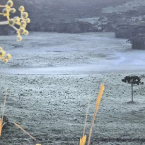 Geada surpreende SC em pleno verão e termômetros chegam a 1,4°C - Foto: Mycchel Legnaghi
