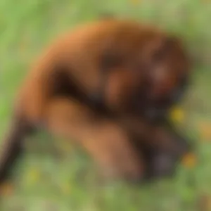 Polícia Militar Ambiental resgata macaco-bugio ferido em São José do Cerrito | Foto: PMA Serra