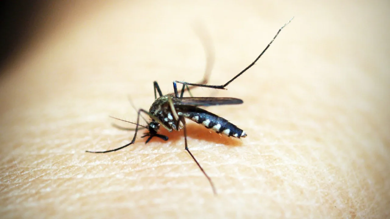 Entenda a decisão de suspensão cautelar da vacina da dengue